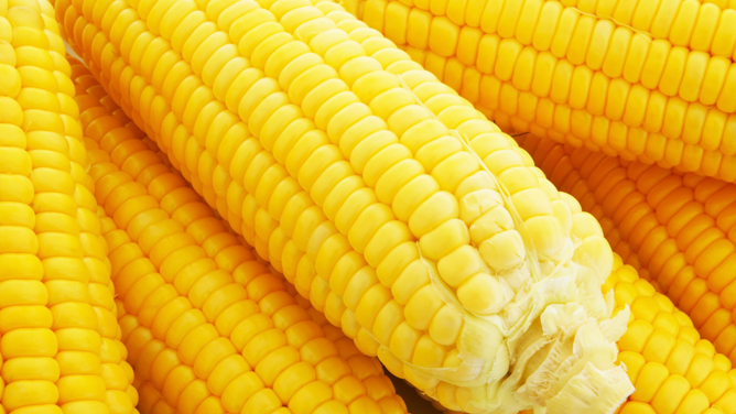 Sweet Corn