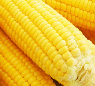 Sweet Corn Sweet Corn
